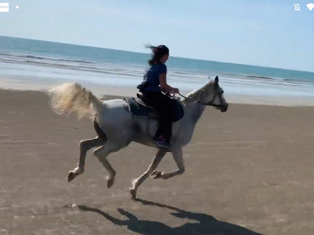 South Arabian Horse Club-拉克山必去景点