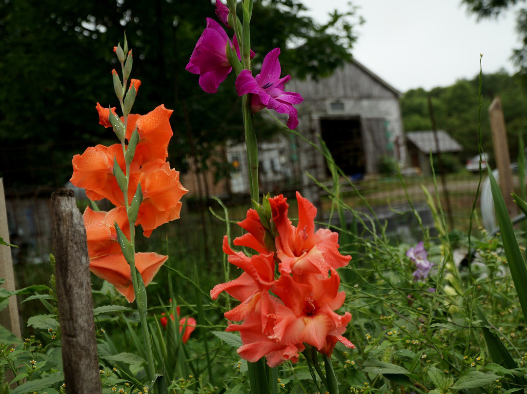 Natick Community Organic Farm-内蒂克必去景点