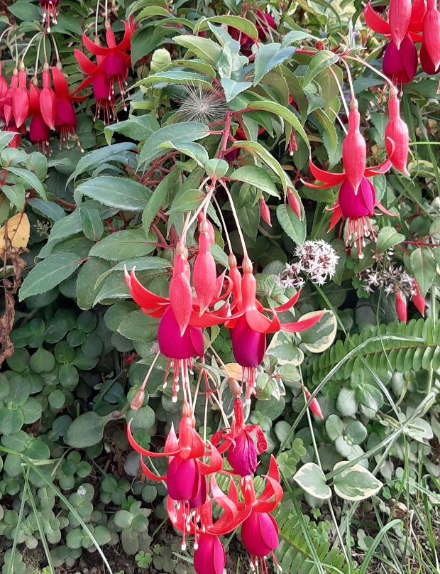 D'Acosta Hotel Sochagota主图