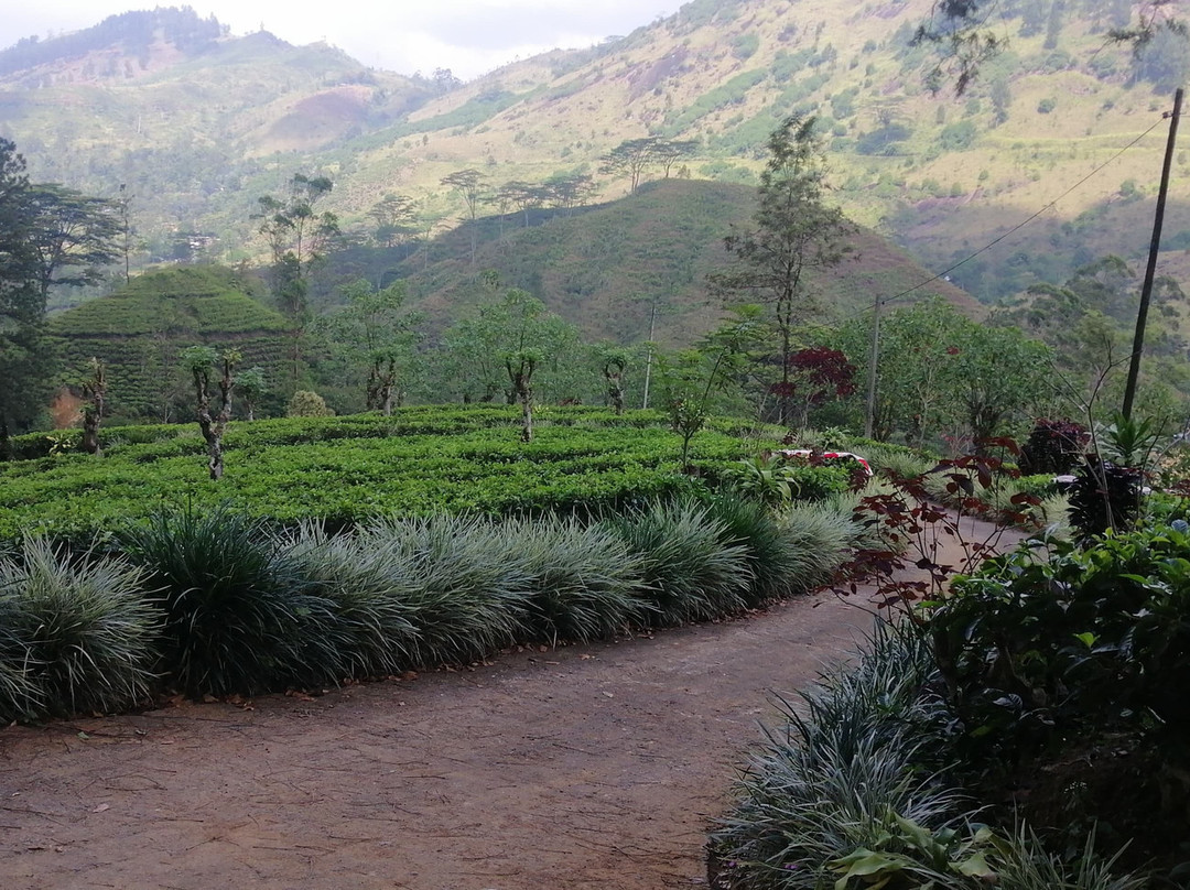 The Greendale Bungalow主图