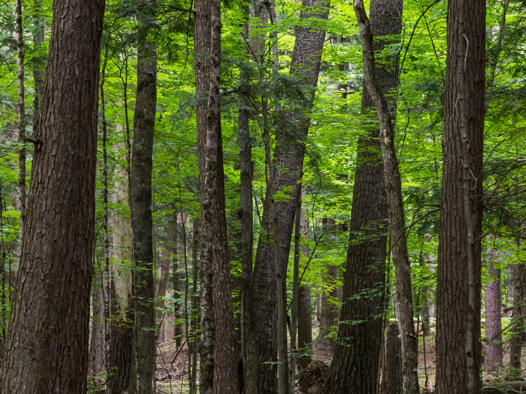Hartwick Pines State Park景点图片