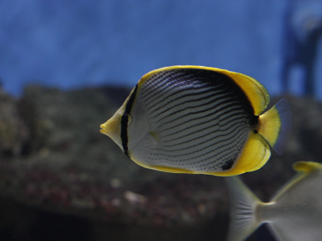 Mauritius Aquarium景点图片