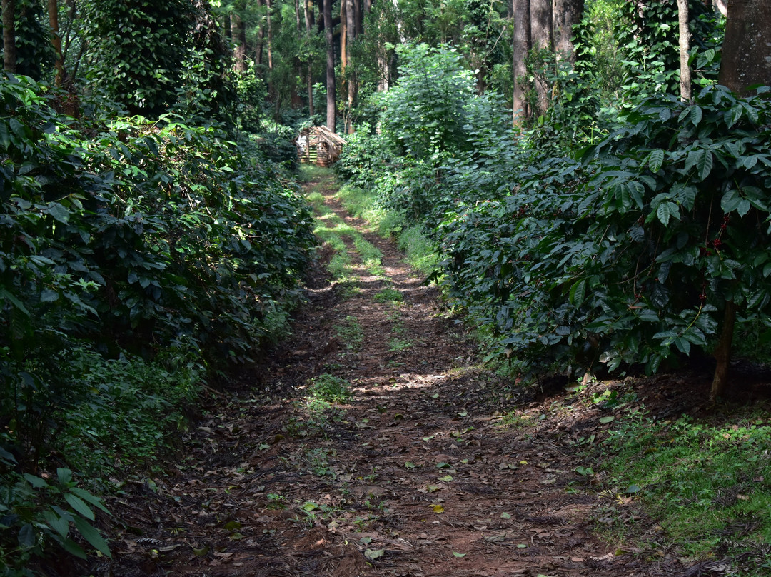 The Wildernest Homestay主图