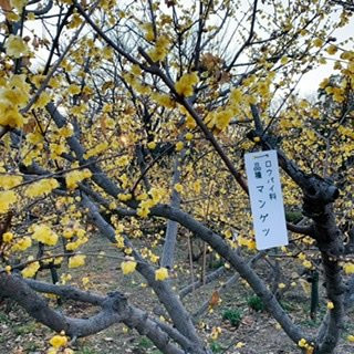 Tadao Park-町田市必去景点