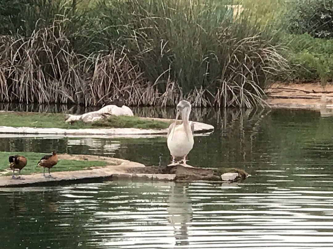 Wasit Wetland Centre-沙迦必去景点