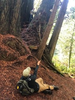 Redwood Adventures景点图片