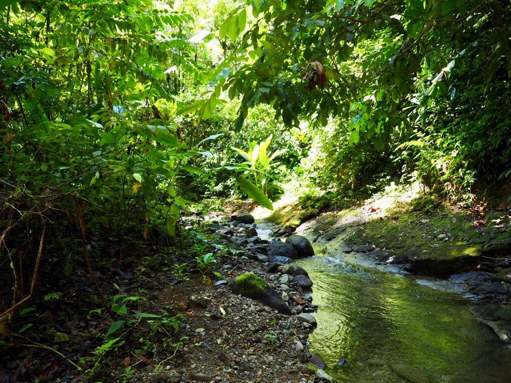 Selva Bananito Lodge-浴室
