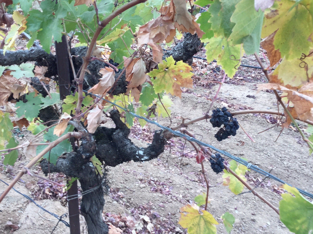 Terra d'Oro Winery景点图片