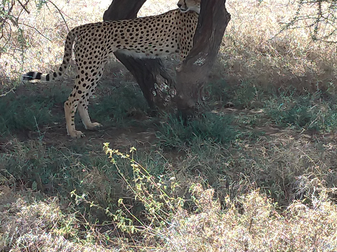 Safari Avventura-阿鲁沙必去景点
