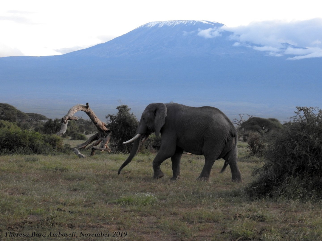 Go Kenya Tours and Safaris景点图片