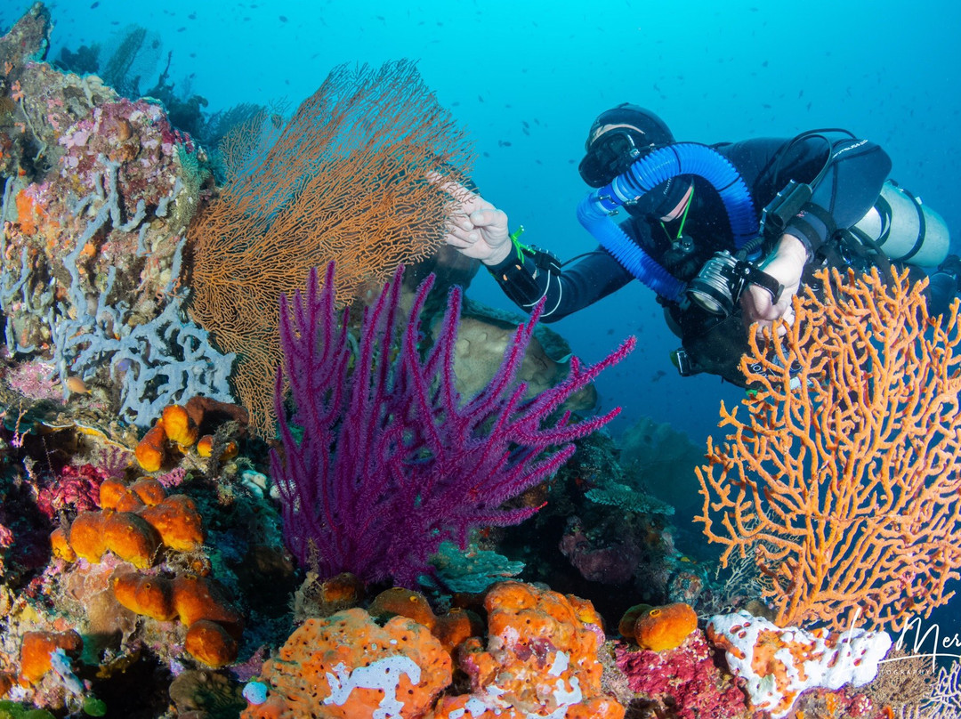 Sulawesi Dive Trek景点图片