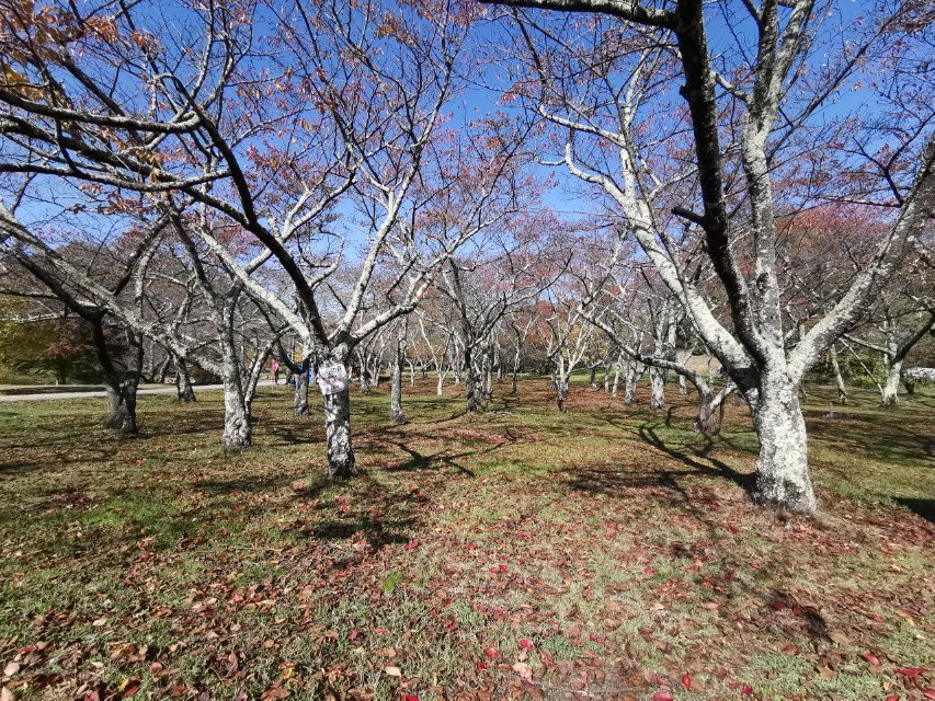 Matsumoto Alps Park-松本市必去景点