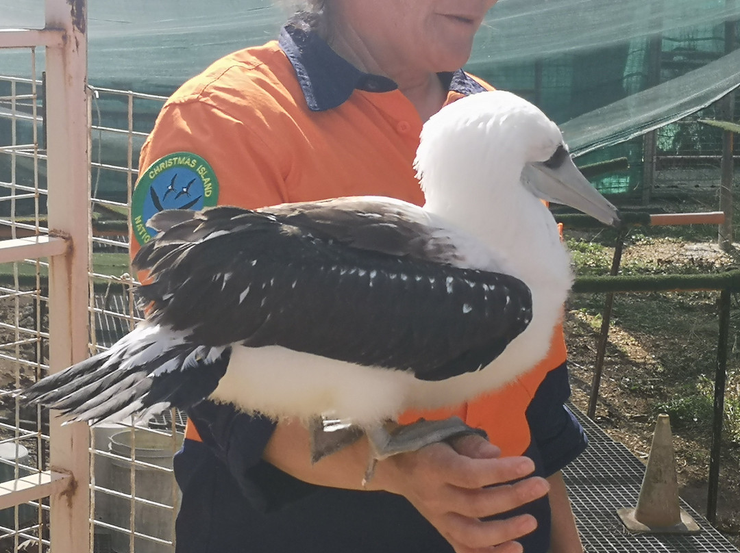 National Park Bird Feeding-圣诞岛必去景点