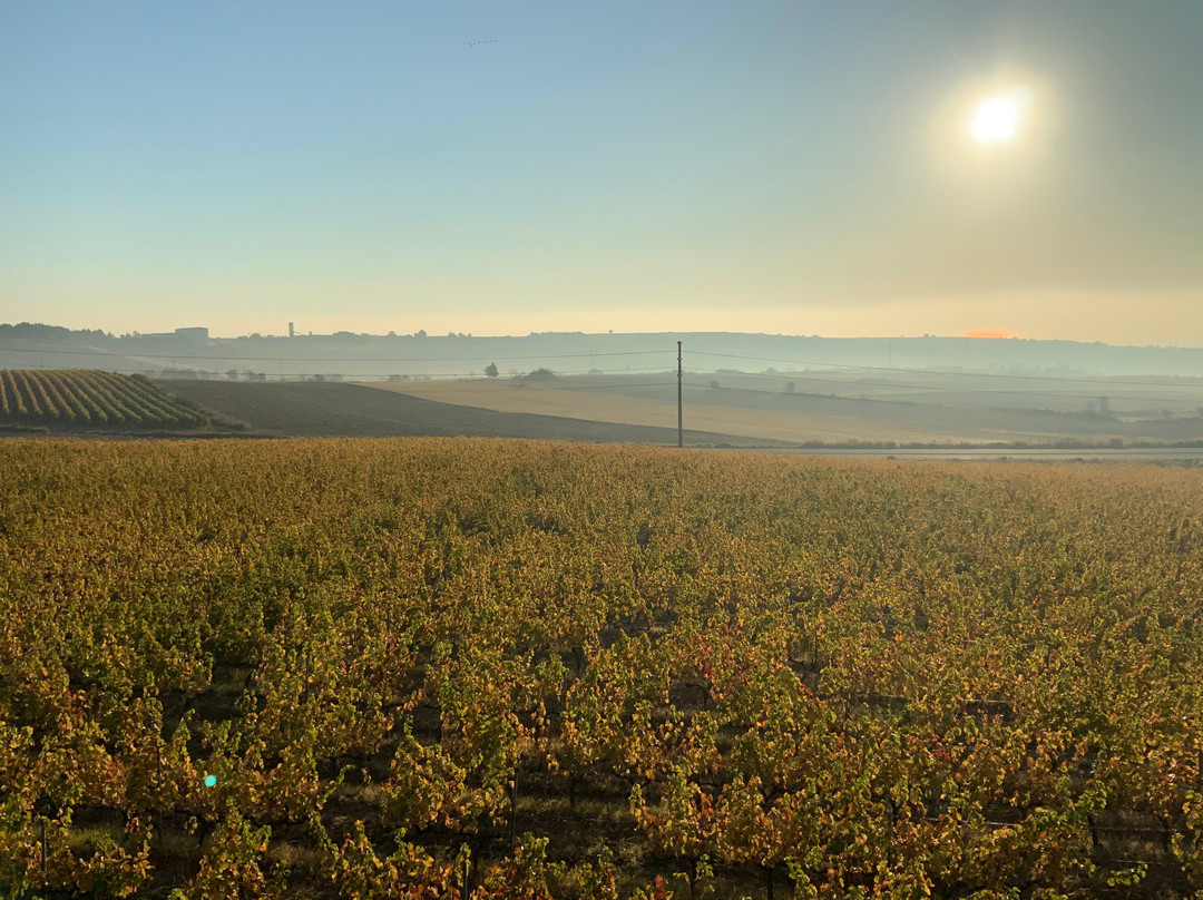 Barbare Vineyards景点图片