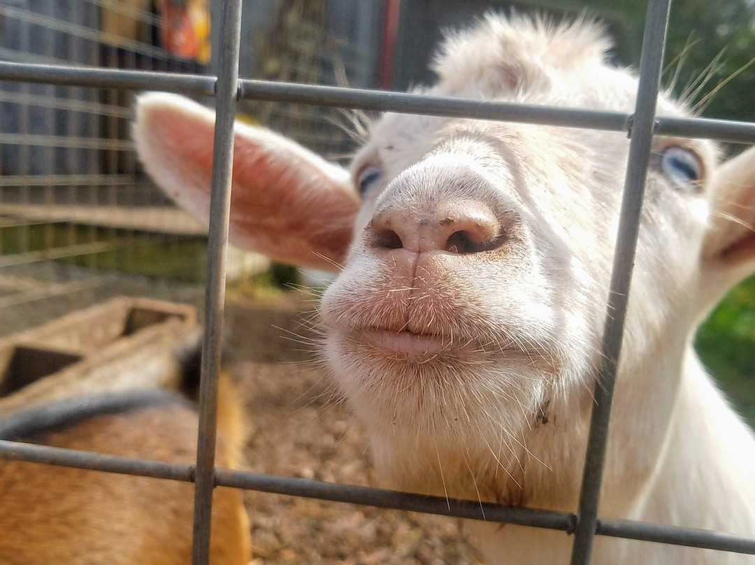 Gritt's Farm-Buffalo必去景点