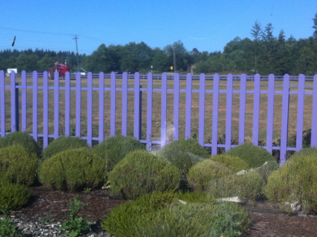 Sunshine Herb and Lavender Farm景点图片