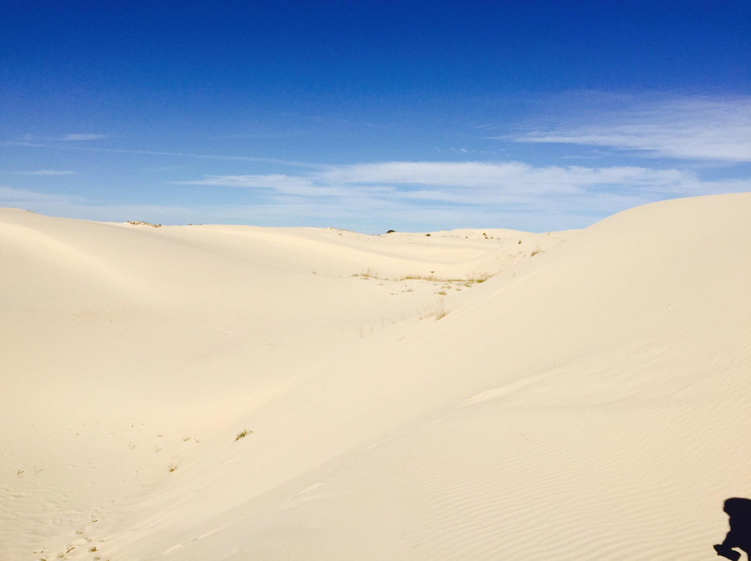 Monahans旅游景点-Monahans Sandhills State Park