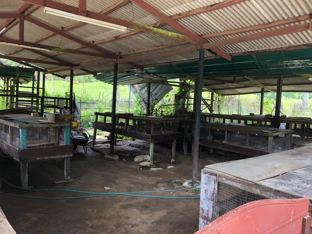 Bukit Tinggi Rabbit Farm-文冬必去景点