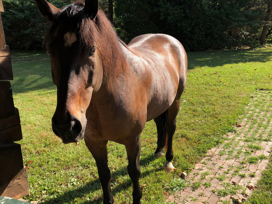 Creekwalk Inn at Whisperwood Farm主图