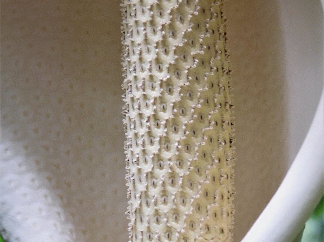 瓦西瓦植物园-瓦西瓦必去景点