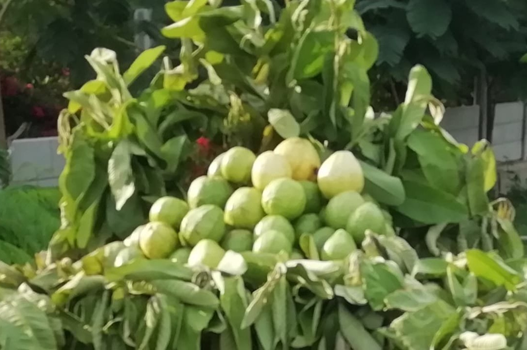 Hyderabad Botanical Gardens-海德拉巴必去景点