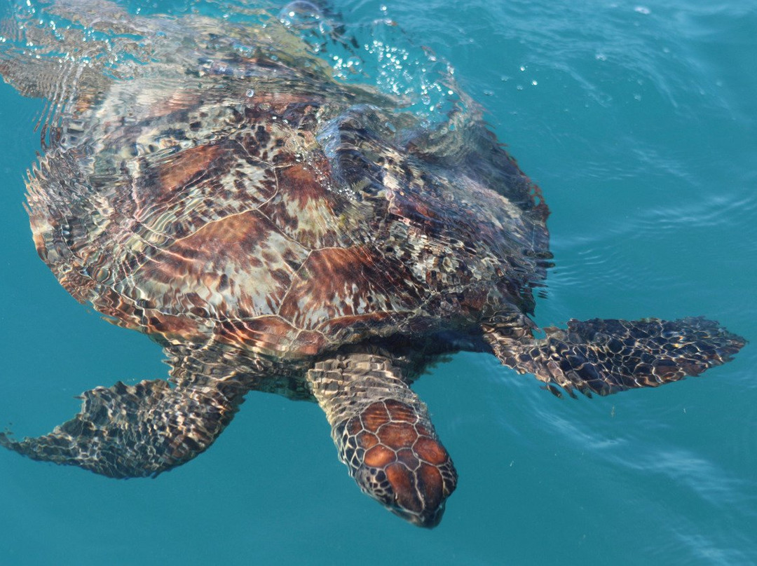 Hamilton Island Dinghy Hire-汉密尔顿岛必去景点