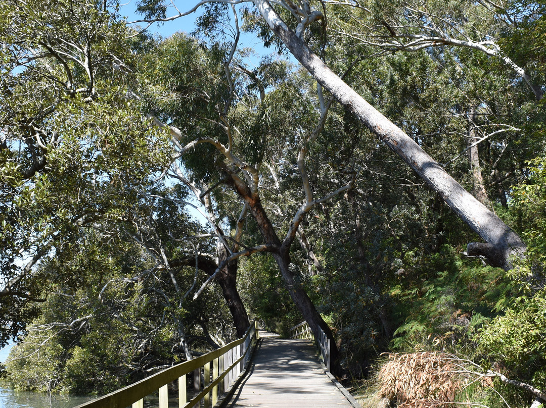 Koala Reserve Mangrove Boardwalk-柠檬树路必去景点