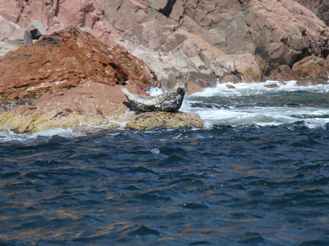 Ingonish Whale Watching景点图片