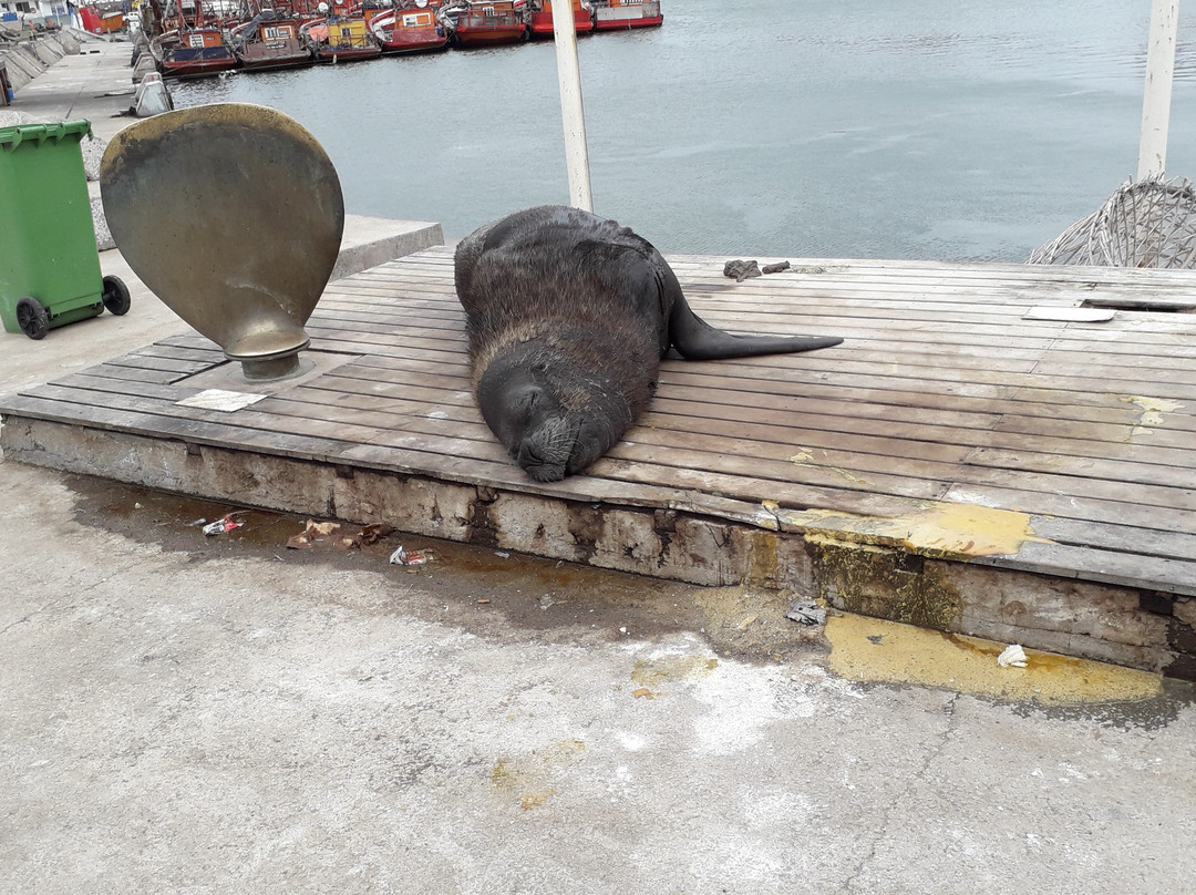 Reserva de Lobos Marinos-马德普拉塔必去景点
