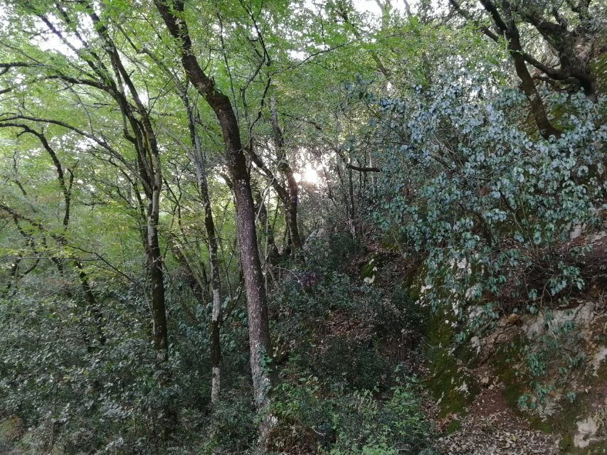 Area Faunistica del Cervo di Viggianello景点图片