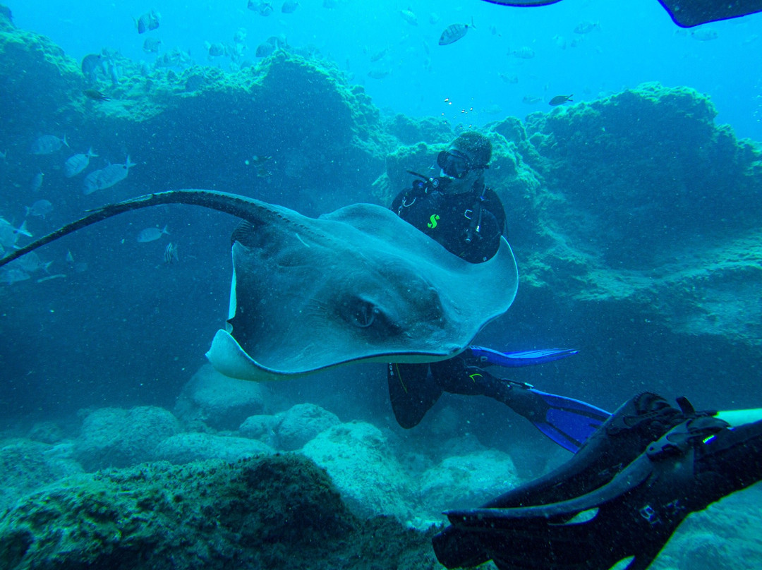 Tenerife Scuba-特纳里夫必去景点
