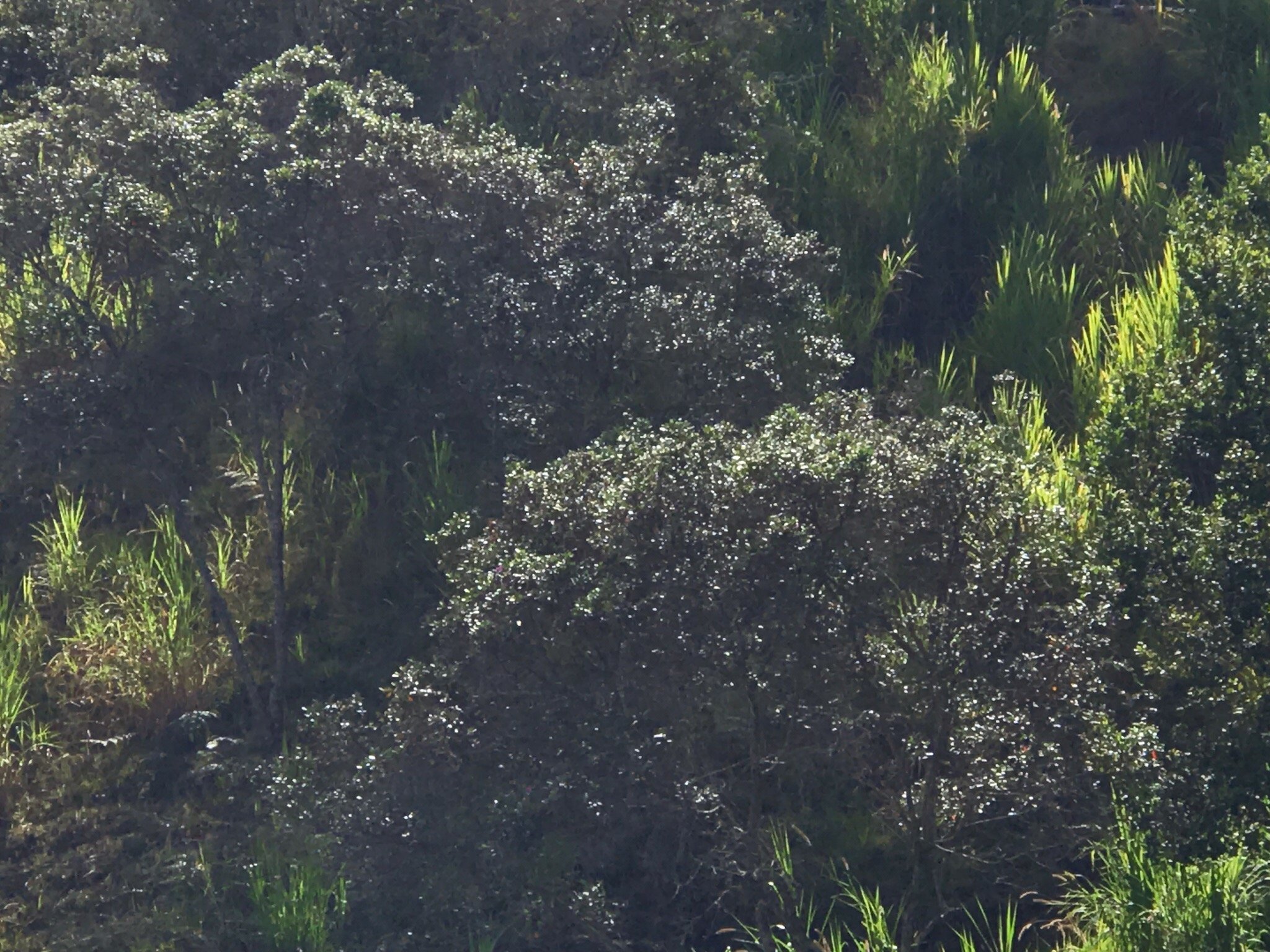 Entre Bosques-官方