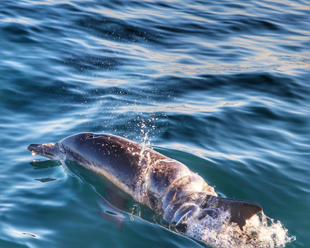Pacific Marine Charters-欧申赛德必去景点