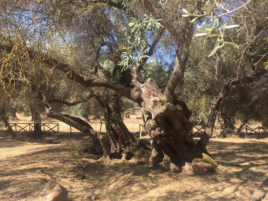 S'Ortu Mannu-Villamassargia必去景点