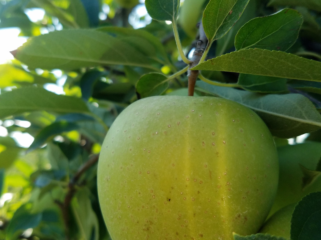 Hillcrest Orchard景点图片