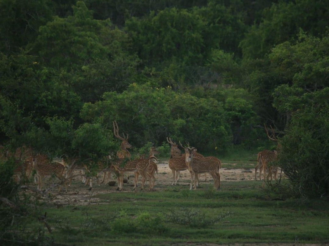 Lanka Tours and Travels-科伦坡必去景点