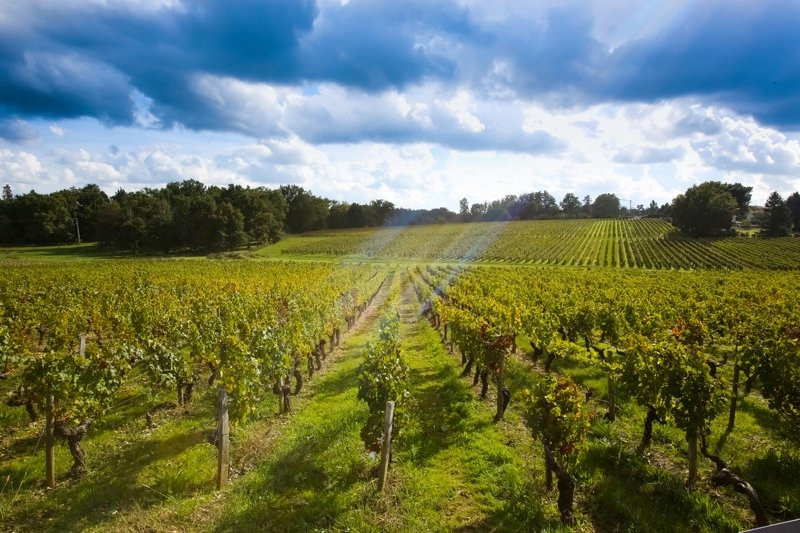 Sud Bordeaux Tourisme景点图片