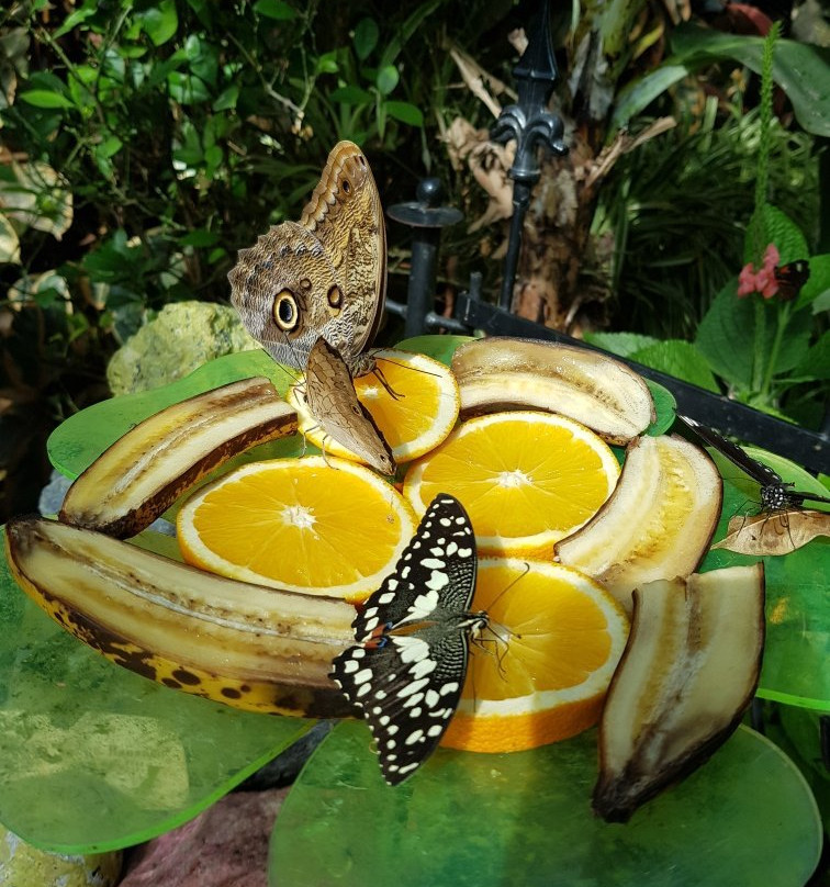 Allgäuer Schmetterling Erlebniswelt景点图片