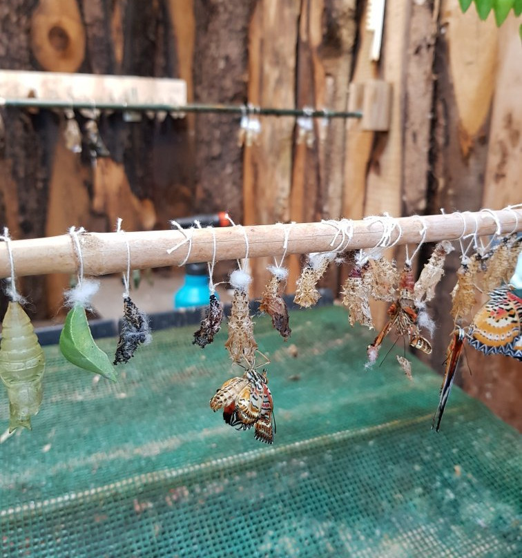 Allgäuer Schmetterling Erlebniswelt景点图片