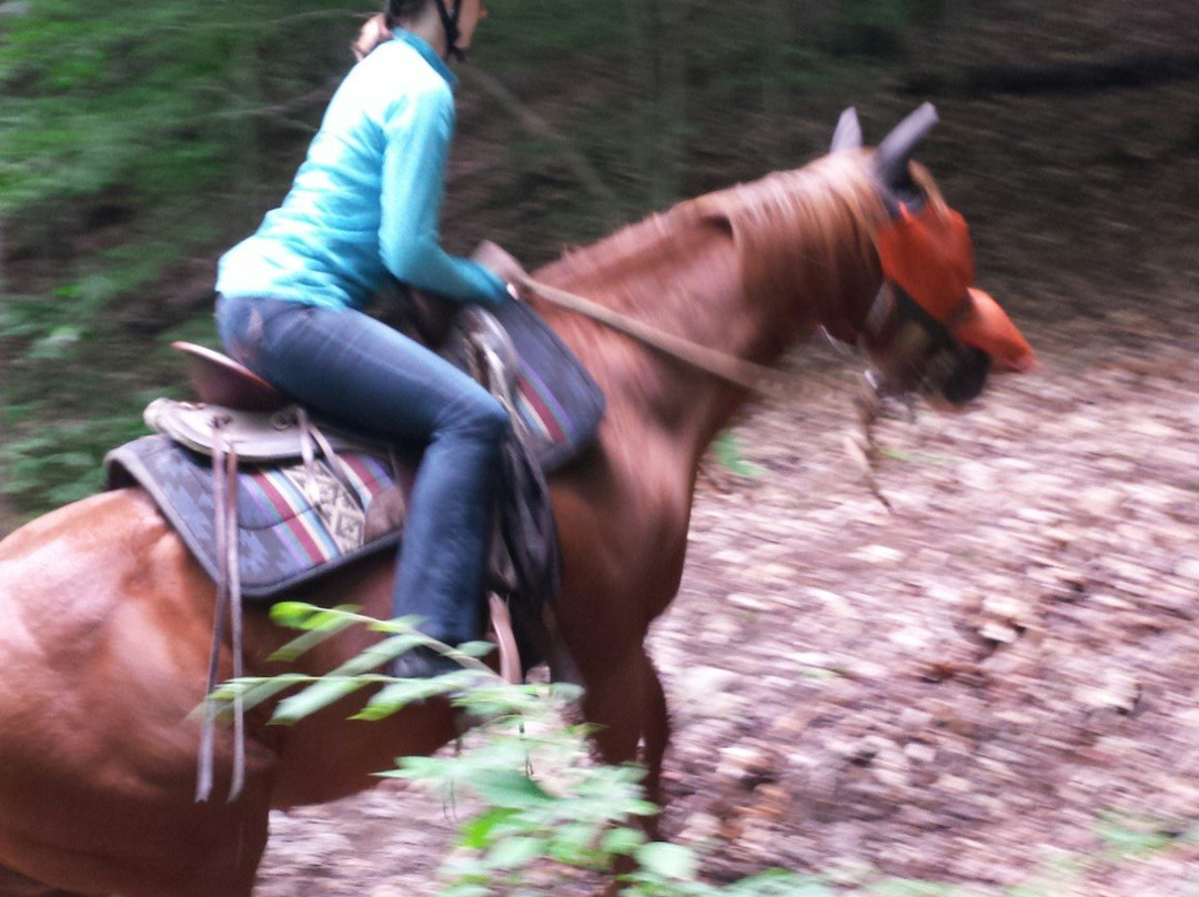 Adventure Horse Riding in NYS景点图片