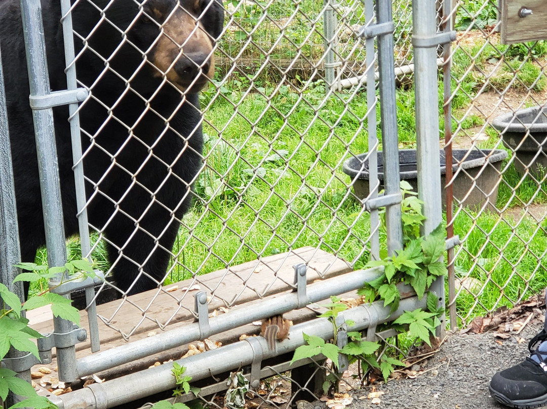 North American Bear Center景点图片