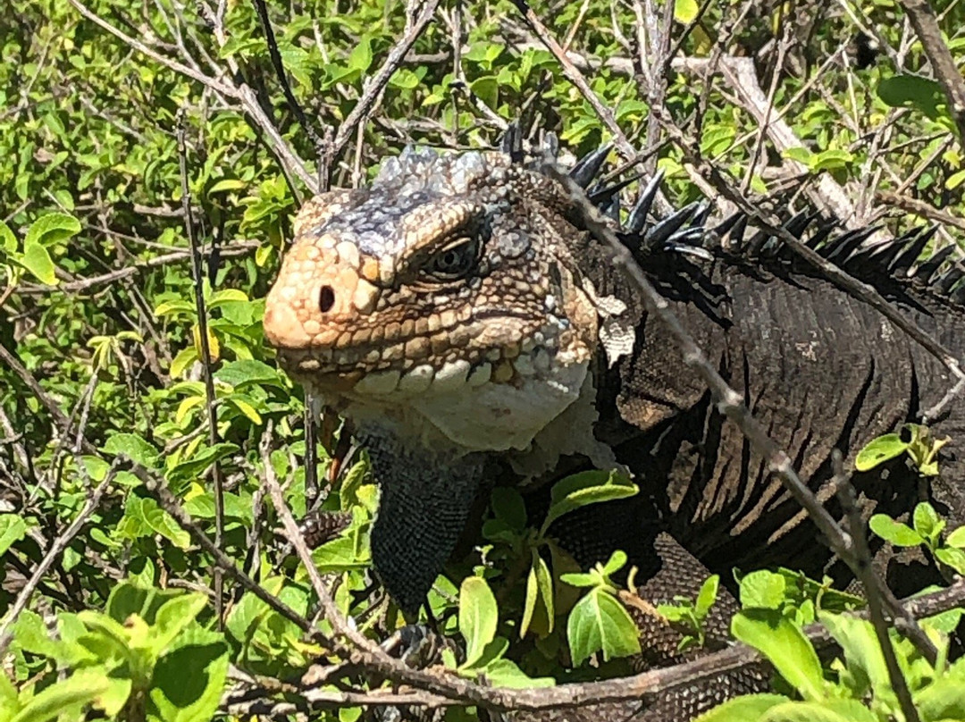 Gwada Walk Tour-Saint Francois必去景点