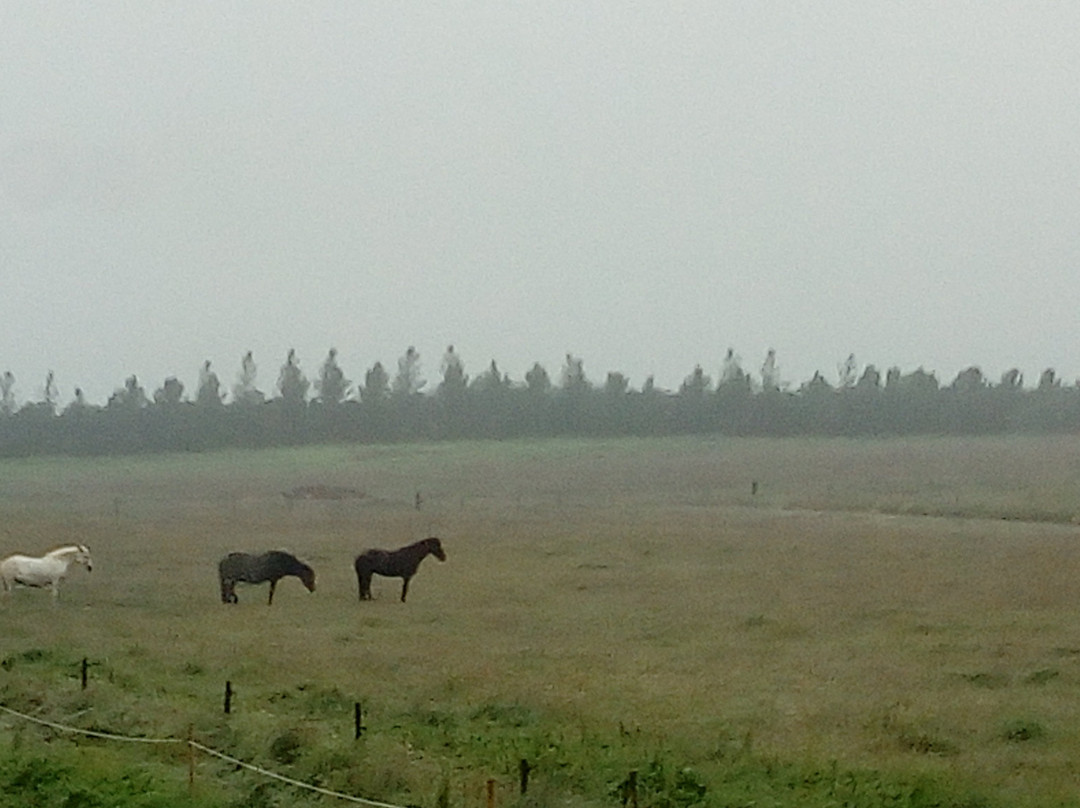 Elding Apartments主图