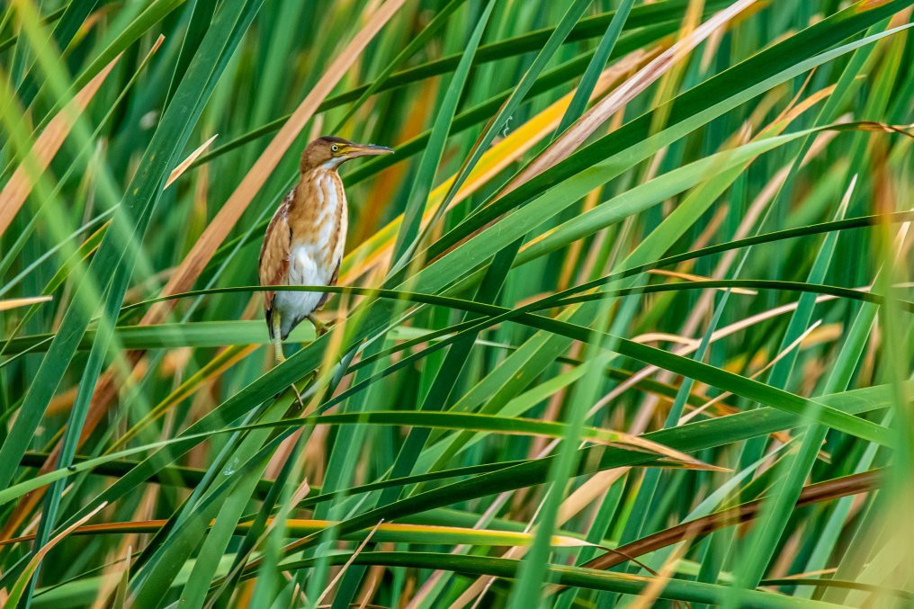 Tres Rios Wetlands-凤凰城必去景点