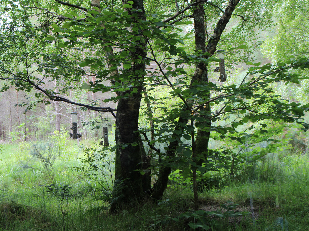 Beinn Eighe National Nature Reserve景点图片