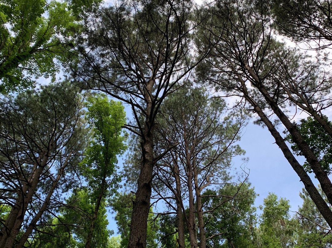 Bona Dea Trails & Sanctuary-Russellville必去景点