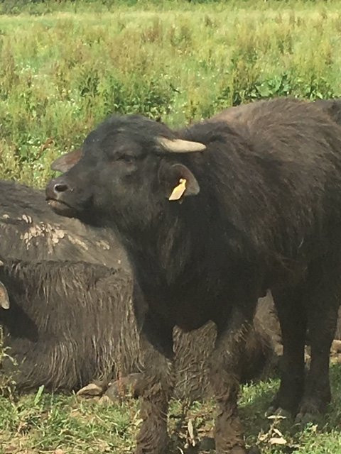 De Stoerderij Waterbuffels景点图片