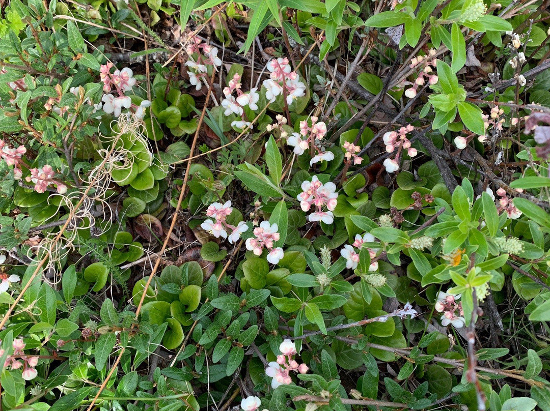 Prince of Wales Fort-丘吉尔必去景点
