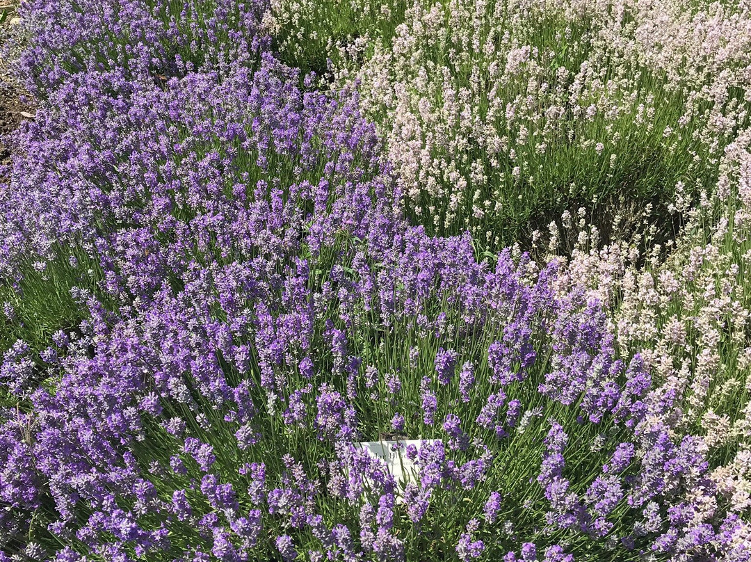 Somerset Lavender景点图片