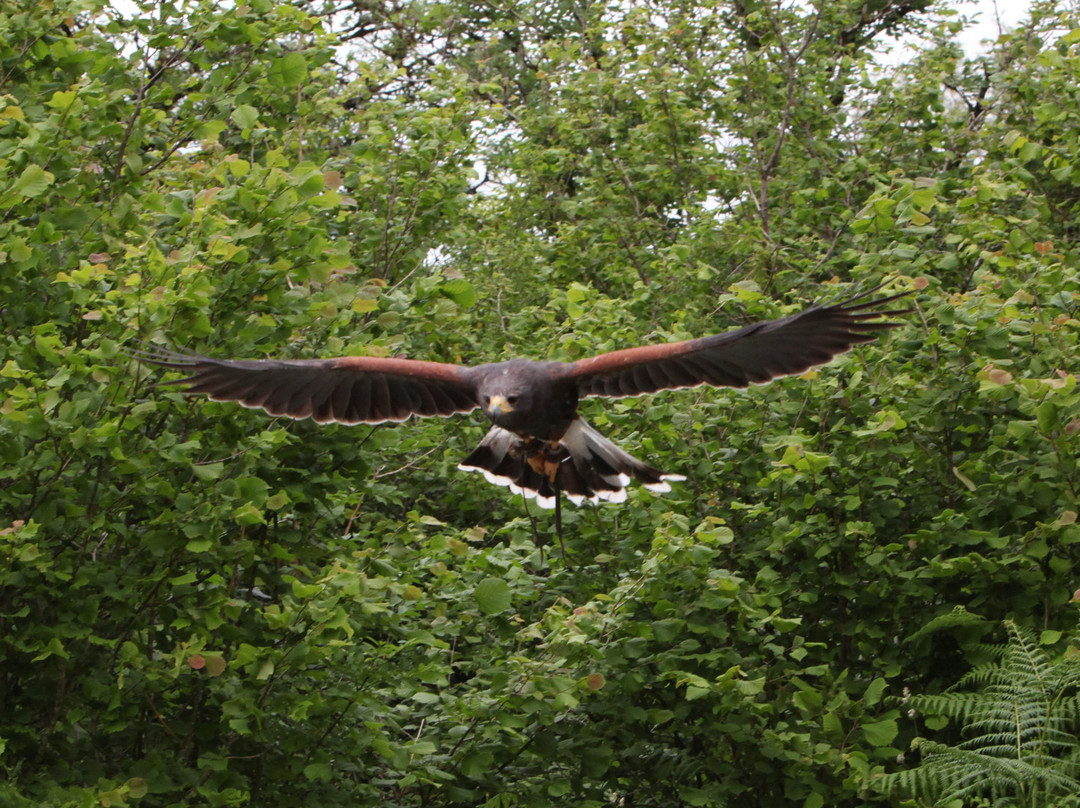 Burren Birds of Prey Centre景点图片